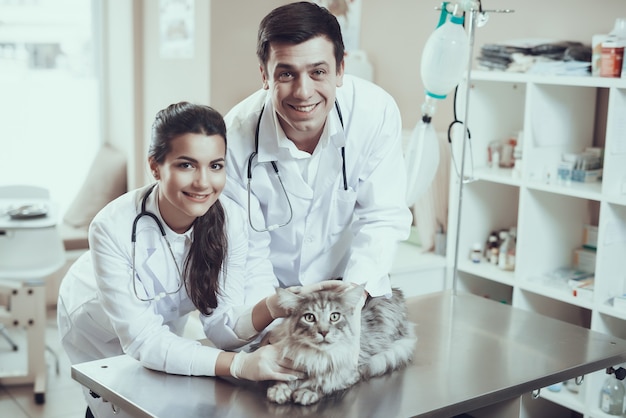 Glückliche Tierärzte überprüfen erschrockene Katze in der Klinik