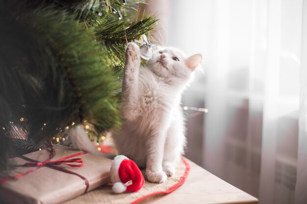 Glückliche weiße Katze spielt mit einem Weihnachtsspielzeug. Neujahr, Feiertage und Feiern. Freches süßes Kätzchen in der Nähe von Tannenbaum