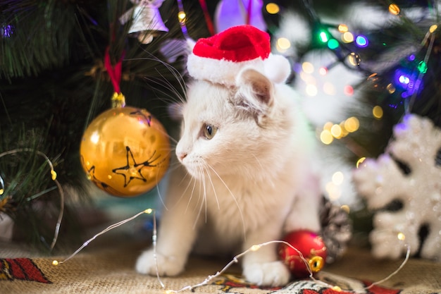 Glückliche weiße Katze spielt mit einem Weihnachtsspielzeug. Neujahr, Feiertage und Feiern. Freches süßes Kätzchen in der Nähe von Tannenbaum