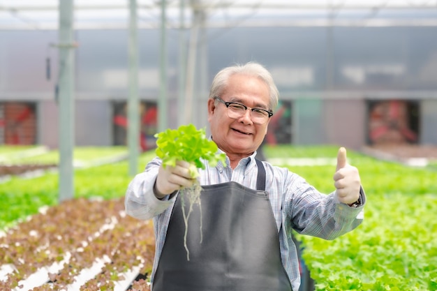 Glücklicher älterer asiatischer Mann, der frisches Salatgemüse hält und Daumen nach oben in Gewächshaus-Hydrokultur zeigt