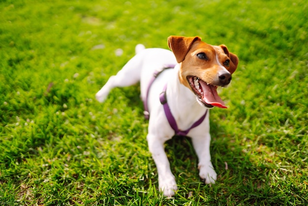 Glücklicher aktiver Hund Jack Russell, der im Park spielt Haushundekonzept