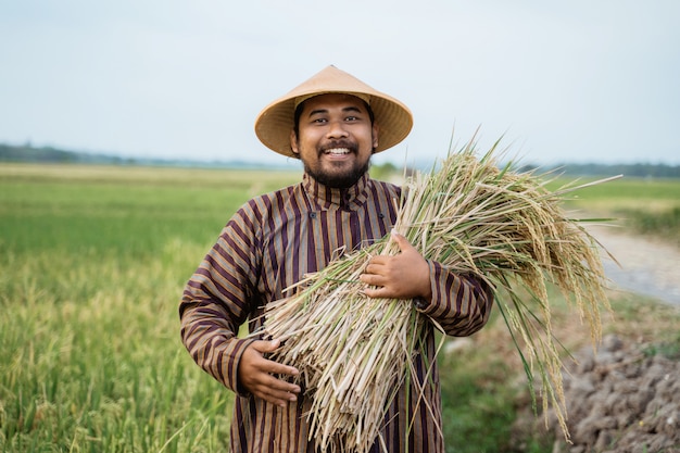 Glücklicher asiatischer Bauer, der Reiskörner im Feld hält