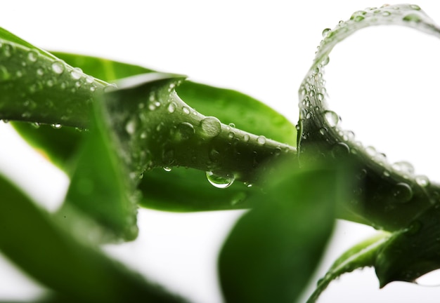 Glücklicher Bambus mit Wassertropfen