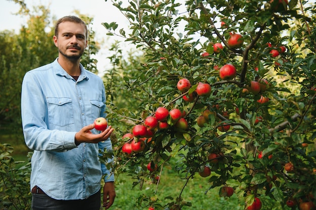 Glücklicher bauer, der zur erntezeit äpfel von einem apfelbaum im garten pflückt