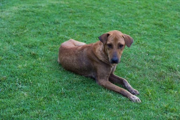 Glücklicher brauner Hund rollt und schaltet den Hintergrund des grünen Grases ein