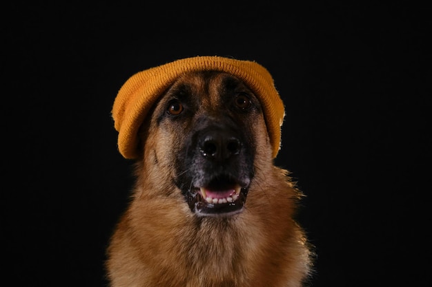 Glücklicher Deutscher Schäferhund mit gelber Strickmütze auf dem Kopf Studioportrait Nahaufnahme auf schwarzem Hintergrund