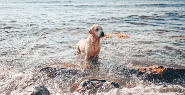 Glücklicher fröhlicher Golden Retriever, der das laufende Springen mit Wasser an der Seeküste im Sommer schwimmt