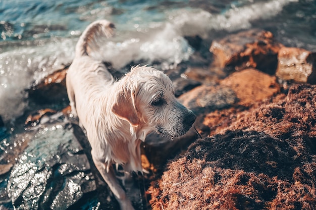 Glücklicher fröhlicher Golden Retriever, der das laufende Springen mit Wasser an der Seeküste im Sommer schwimmt.