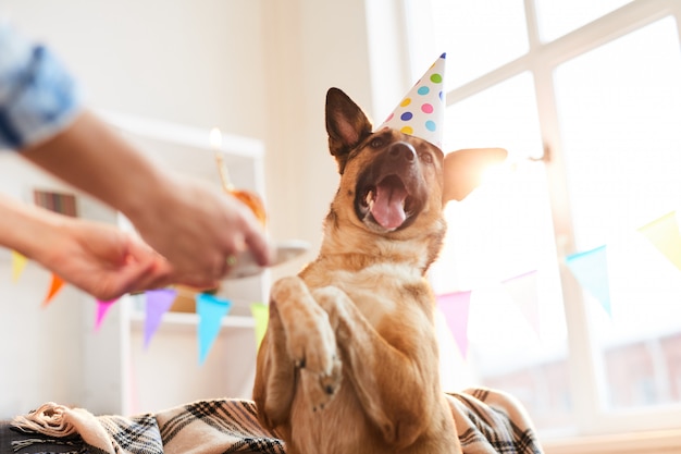 Glücklicher Hund am Geburtstag