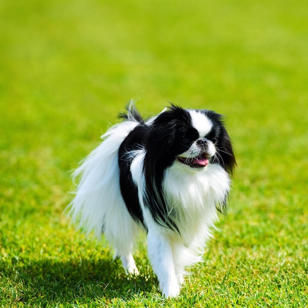 Glücklicher Hund auf grünem Gras