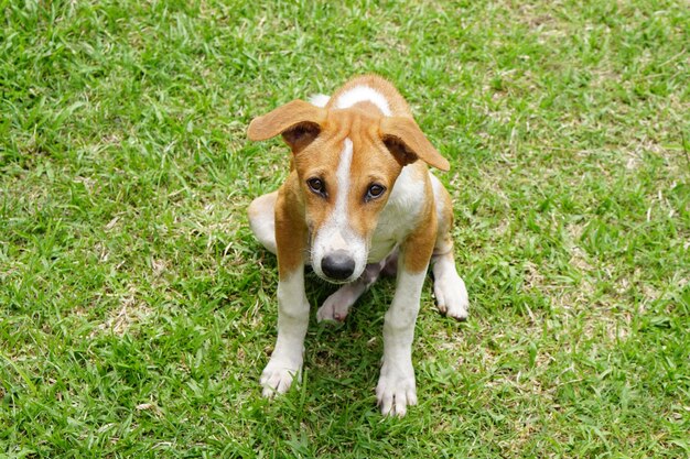 Glücklicher Hund auf grünem Gras