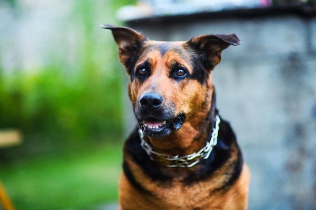 Glücklicher Hund auf grünem Hintergrund