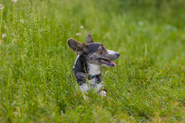 Glücklicher Hund, der auf Corgis des grünen Grases läuft