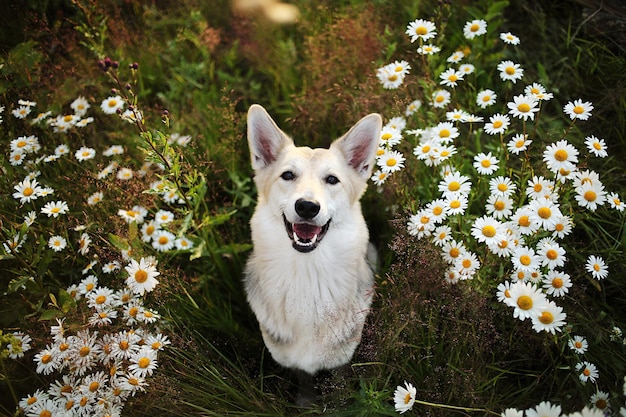 Glücklicher Hund, der die Kamera anschaut, während er inmitten von grünem Gras und frischen Blumen auf der Wiese sitzt