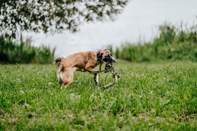 Glücklicher Hund, der draußen spielt