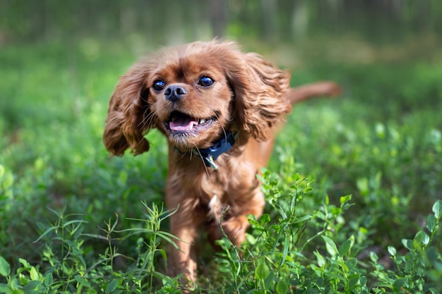 Glücklicher Hund, der durch den grünen Garten läuft