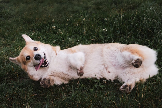 Glücklicher Hund, der sich im Gras den Rücken kratzt Der walisische Corgi Pembroke liegt auf der grünen Wiese