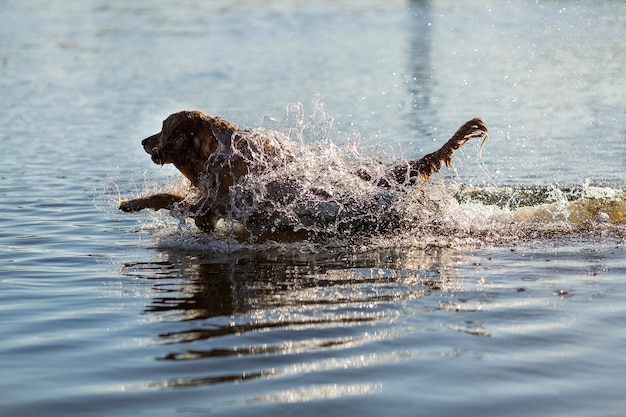 Glücklicher Hund, der Spaß hat und ins Wasser springt