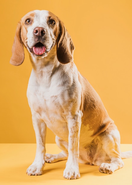 Foto glücklicher hund der vorderansicht, der heraus seine zunge haftet