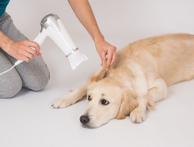 Glücklicher Hund Golden Retriever, der Ohren mit einem Haartrockner trocknen lässt