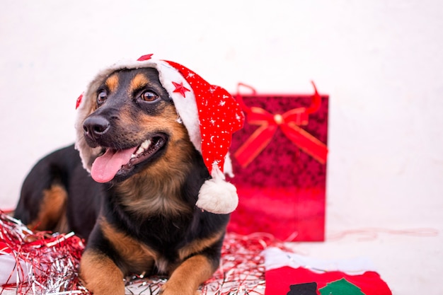 Glücklicher Hund mit rotem Weihnachtshut und -geschenken um ihn