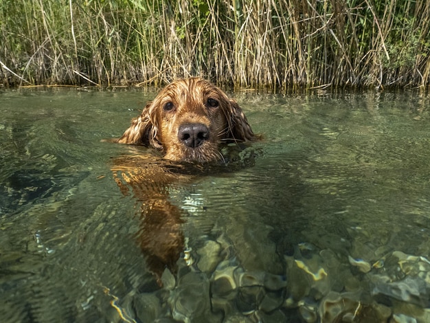 Glücklicher Hundecockerspaniel, der Spaß am Fluss hat