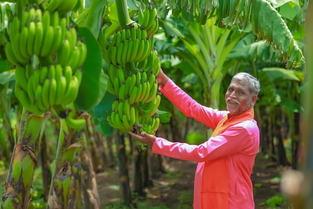 Glücklicher indischer Bauer, der rohen Bananenbaum in der Hand hält