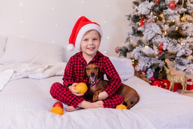 glücklicher kleiner junge im bett umarmt einen dachshundhund und isst mandarinen für das neue jahr. gemütliche Weihnachten