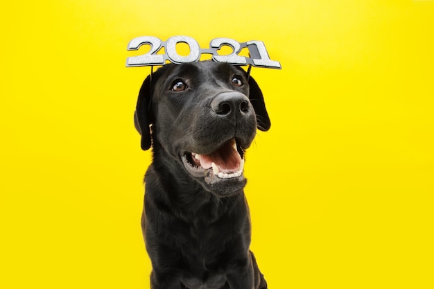 Foto glücklicher labradorhund, der neues jahr 2021 mit textbrille feiert.