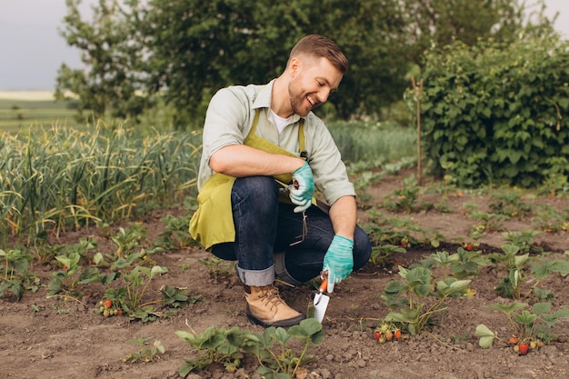 Glücklicher männlicher Gärtner, der an Erdbeergarten arbeitet