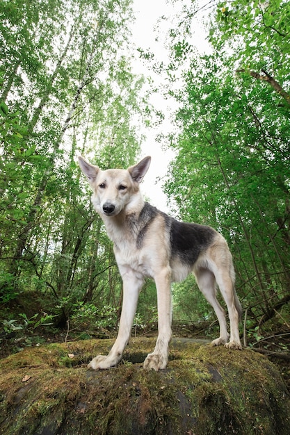 Glücklicher Mischlingshund, der auf Reifen in der Natur steht