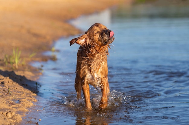 Glücklicher nasser Hund am Seestrand