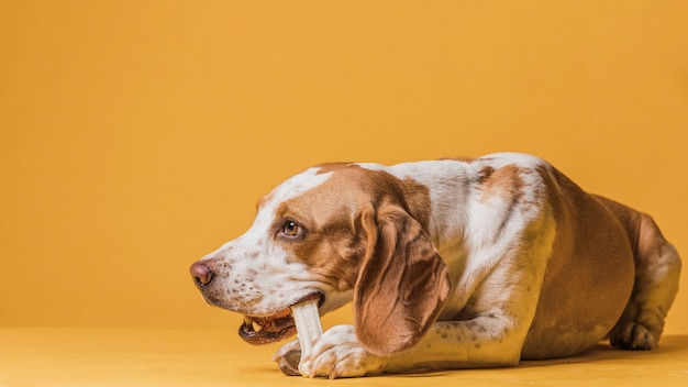 Glücklicher netter Hund, der einen Knochen isst