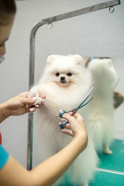 Glücklicher niedlicher weißer pommerscher Hund, der im Salon gepflegt wird