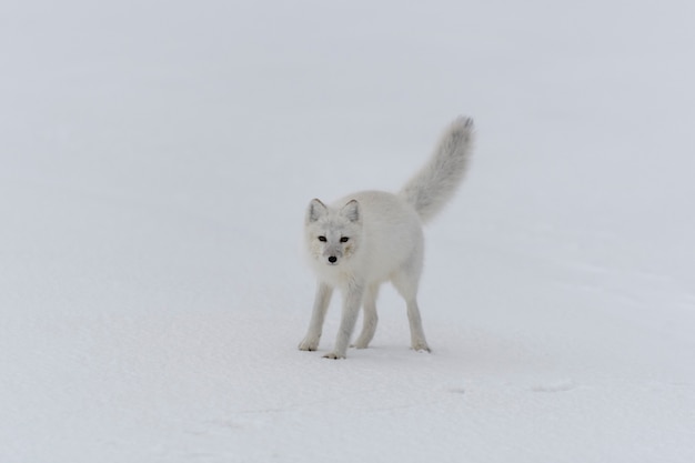 Glücklicher Polarfuchs in der Wintertundra. Lustiger Polarfuchs.