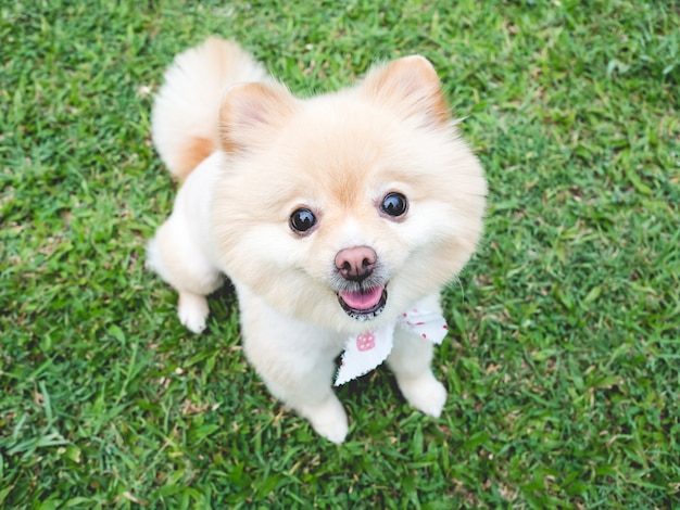 Glücklicher Pomeranian Hund mit großen schwarzen Augen und dem braunen Haar entspannen sich im Freien.