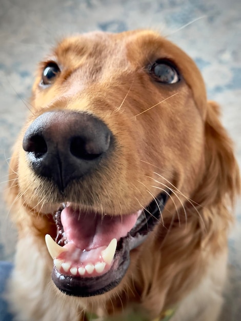 Foto glücklicher retriever