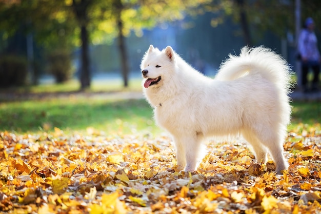 Glücklicher samoyed Hund im Herbstpark am birght sonnigen Tag