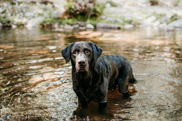 Glücklicher schwarzer Labrador, der im Fluss schwimmt, Natur und Haustiere, Abenteuerzeit