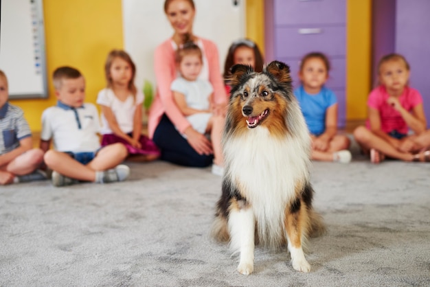 Glücklicher Shetland-Schäferhund in der Vorschule