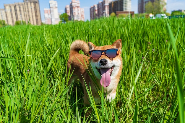 Glücklicher Shiba Inu Hund mit Sonnenbrille. Rothaariges japanisches Hundelächelnporträt.