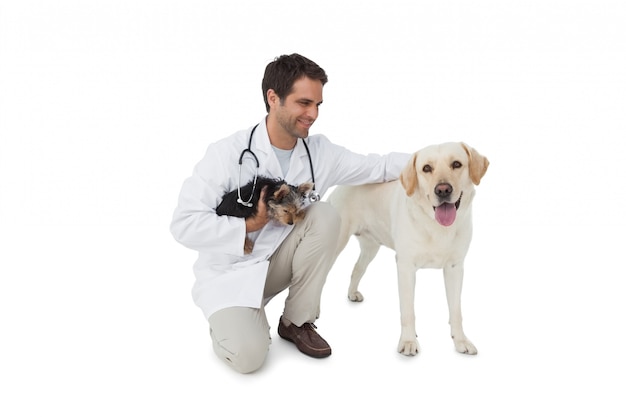 Glücklicher Tierarzt, der mit Yorkshire-Terrier und gelbem Labrador aufwirft