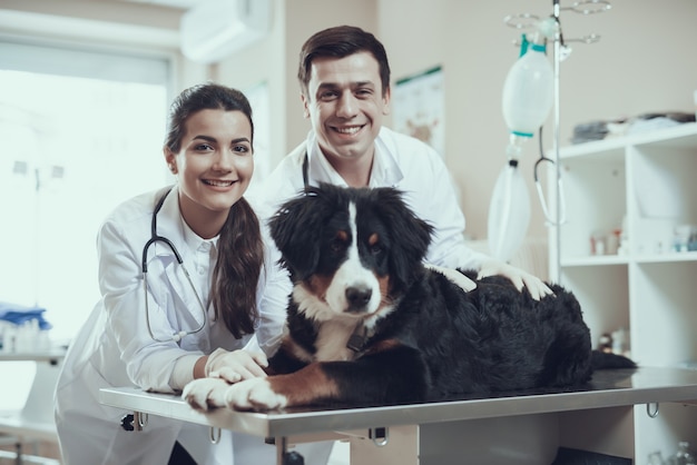 Glücklicher Tierarzt und Bernese Hundehaustier-Gesundheitswesen.