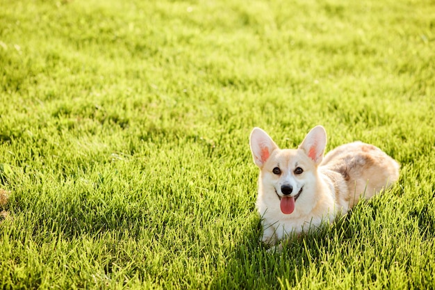 Glücklicher walisischer Corgi Pembroke auf dem grünen Rasen im Sommer. Speicherplatz kopieren. Reinrassiger Corgi-Hund, den ich nach dem Spaziergang auf dem grünen Gras ausruhe.
