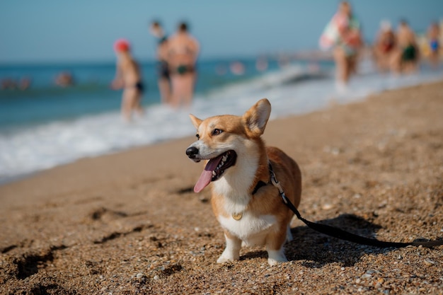 Glücklicher walisischer Corgi-Pembroke-Hund am Strand