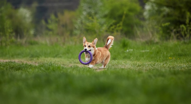 Glücklicher walisischer Corgi Pembroke-Hund, der im Frühlingspark mit Abzieher spielt