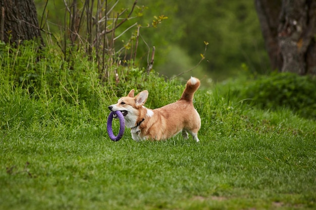 Glücklicher walisischer Corgi-Pembroke-Hund, der mit Abzieher im Frühlingspark spielt