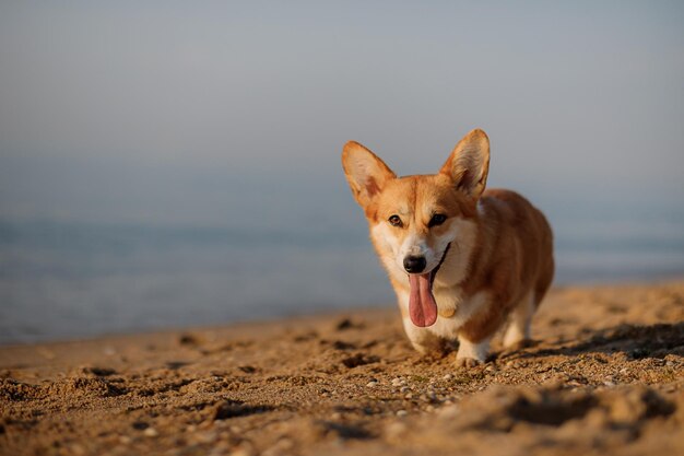 Glücklicher walisischer Corgi-Pembroke-Hund, der Zunge und Lächeln am Strand zeigt