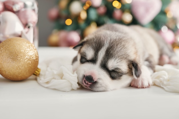 Glücklicher Weihnachtshund, Husky neugeborener Welpe. Weihnachten und Neujahr Welpe von Siberian Husky. Vorlage für chinesisches Horoskop und Kalender.