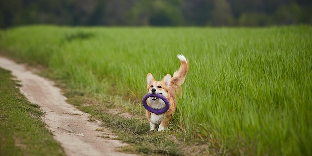 Glücklicher Welsh Corgi Pembroke Hund, der mit Abzieher im Frühlingsfeld spielt